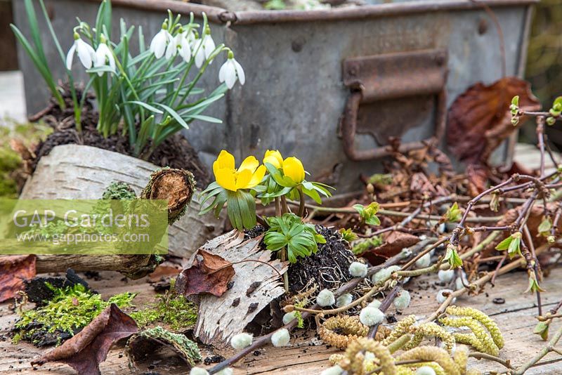 Materials and plants to create miniature winter garden. Eranthis - Winter Aconite, Galanthus - Snowdrops, Birch bark, Moss, Viburnum foliage, Alder catkins - Alnus glutinosa and Salix - Pussy Willow