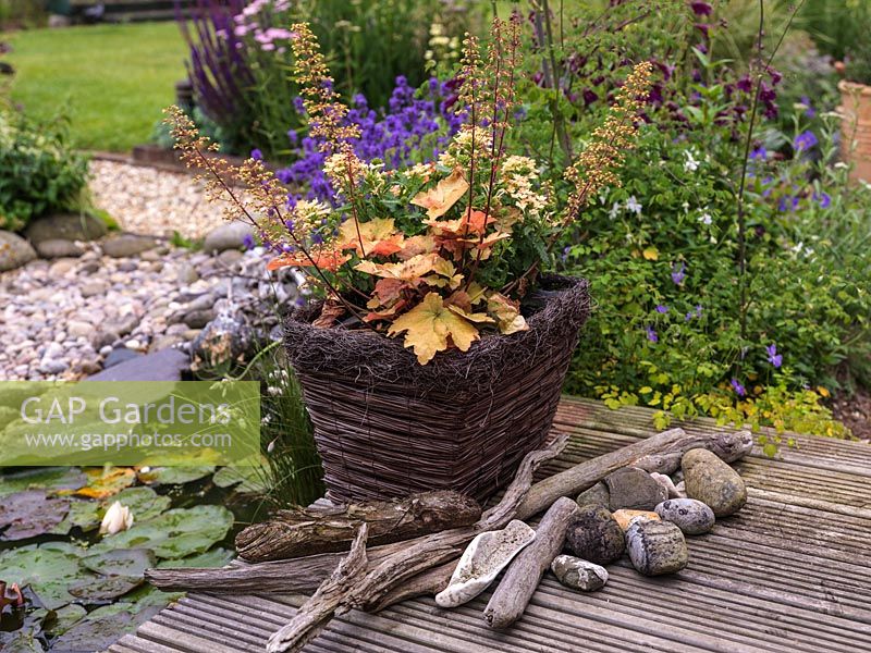 Woven willow planter with Heuchera 'Creme Caramel' on deck with driftwood and pebbles