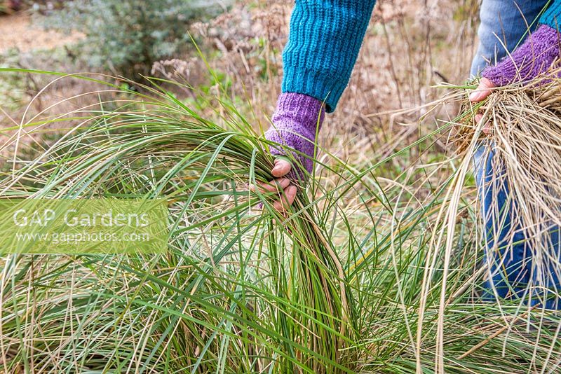 Running fingers through Stipa gigantea and removing dead grass