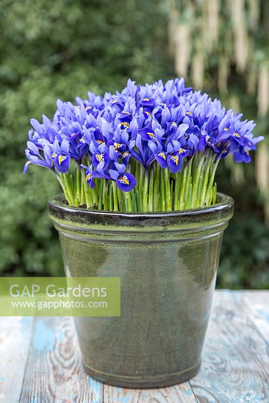 Iris reticulata planted in glazed green container