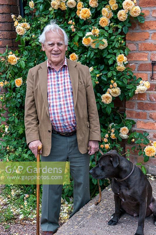 David Austin Roses. Portrait of Mr David Austin OBE VMH, accompanied by his Staffordshire bull terrier, Bertie. Behind, climbing on wall, Rosa 'Crown Princess Margareta'.