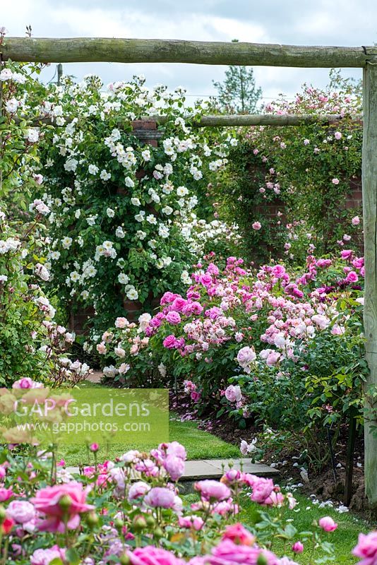 David Austin Roses. The Long Garden where Old Roses grow alongside Modern Shrubs Roses and English Roses to extend the flowering season. On Obelisk, Rosa Mountain Snow.