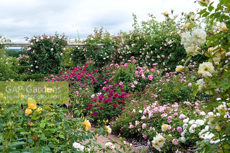 David Austin Roses. A corner of the Long Garden. Seen over yellow Buttercup, bed of Anne Boleyn, Darcy Bussell, Christopher Marlow, Hyde Hall and Winchester Cathedral. On wall, Treasure Trove.