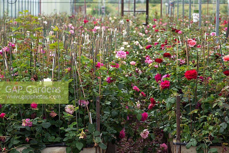 David Austin Roses. The breeding centre where each year 80,000 roses are handcrossed. The parentage of each cross is carefully recorded, and indicated on each plant by barcoded labels.