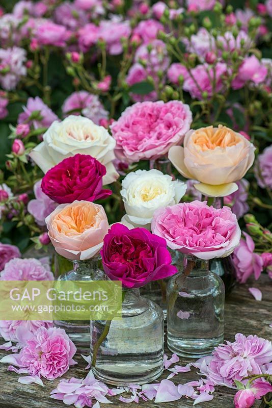 A still life of English garden roses picked and photographed in the famous David Austin rose gardens.