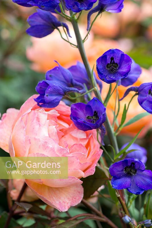 Planting combination of tangerine orange  Rosa 'Lady Emma Hamilton' with deep blue Delphinium 'Dark Knight'