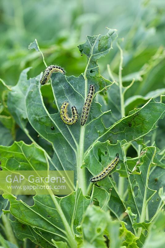 Large Cabbage White Butterfly caterpillars eating cabbage leaves. Pieris brassicae