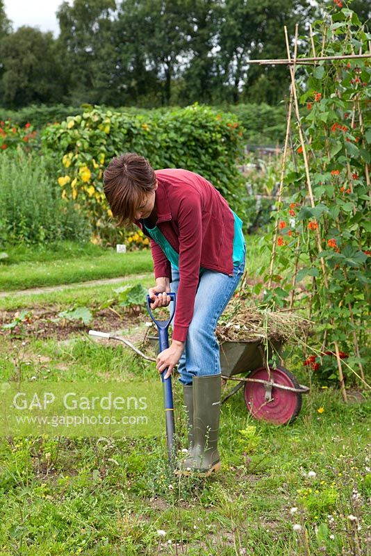 Allotments - a woman starting to dig over a neglected patch