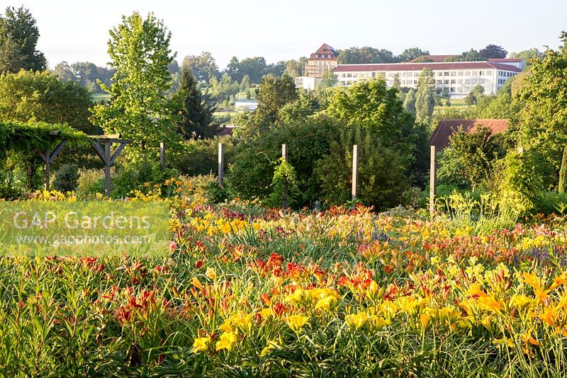 View over the Hemerocallis borders to the Weihenstephan hill with lecture halls