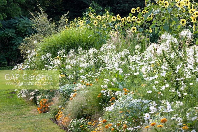 Colour-themed border with annual bedding plants at Weihenstephan Trial Garden. Includes Cleome spinosa 'Helen Campbell', Helianthus annuus 'Rumi F1 Lemon', Nicotiana sylvestris, Panicum virgatum 'Fontaine', Zinnia angustifolia 'Crystal White' and 'Crystal Yellow'