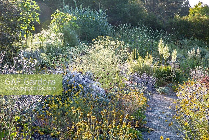 Flagstone path through the naturalistic steppe planting at Weihenstephan Trial Garden with Allium sphaerocephalon, Anthemis tinctoria, Cephalaria, Eryngium planum, Helianthus annuus, Pennisetum orientale, Seseli and Yucca filamentosa