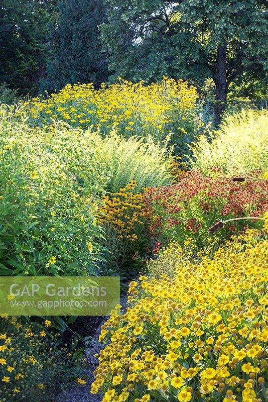 The so called yellow corner at Weihenstephan Trial Garden contains tall growing perennials including Coreopsis verticillata, Helenium, Helianthus 'Lemon Queen', Rudbeckia, Solidago