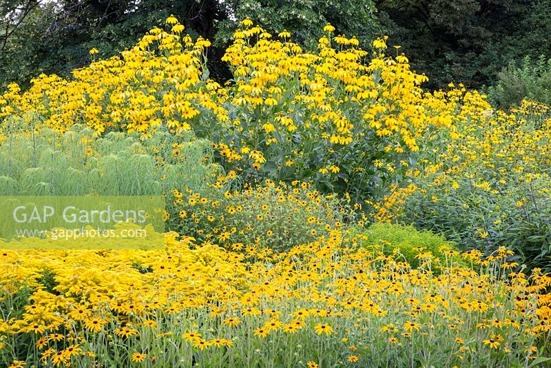 The corner with yellow flowering perennials at Weihenstephan Trial Garden including, Coreopsis verticillata 'Grandiflora', Helenium, Rudbeckia fulgida 'Goldsturm', Rudbeckia fulgida var. deamii, Rudbeckia nitida, Rudbeckia triloba 