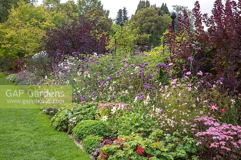 The purple border at Weihenstaphan Trial Garden in September includes Dahlia 'Honka White', cosmos, Cotinus coggygria 'Royal Purple', Gaura lindheimeri, Sedum 'Matrona' and Verbena bonariensis