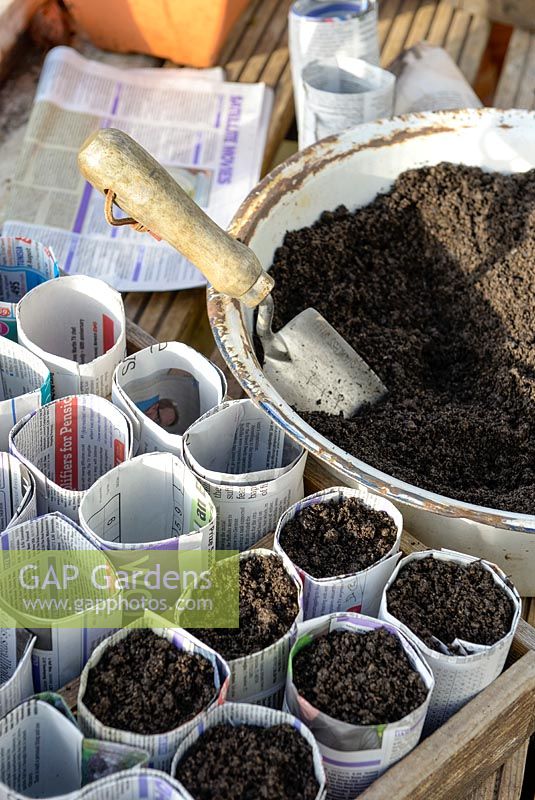 Filling seed sowing pots made from newspaper with compost.