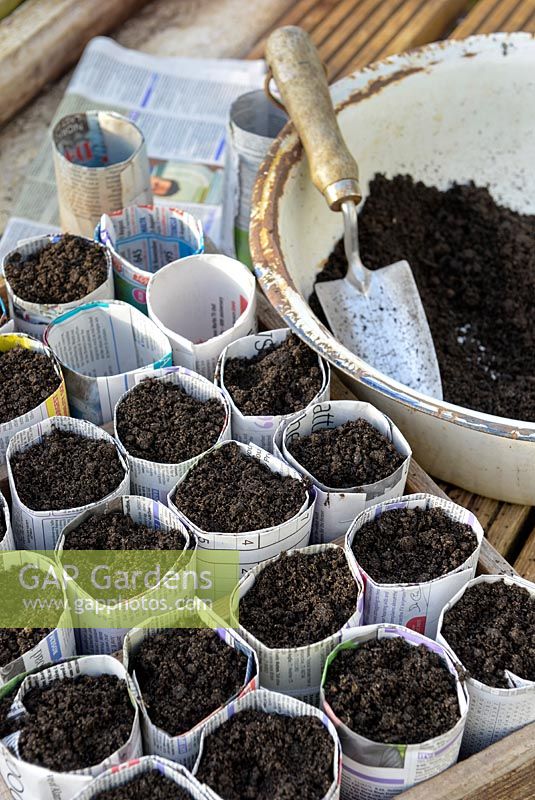 Filling seed sowing pots made from newspaper with compost.