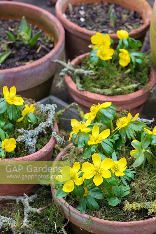 Eranthis hyemalis - Winter aconite, in terracotta pots with decorative moss and lichen covered twigs