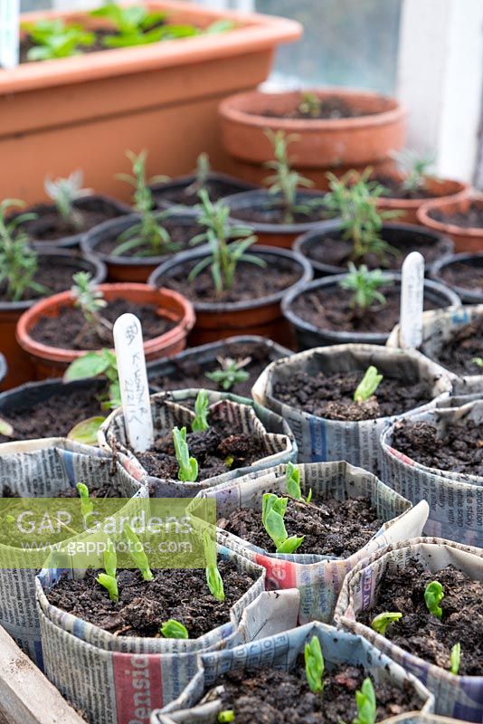 Greenhouse staging with pea and bean seedlings in newspaper pots, overwintered cuttings and lettuce seedlings.