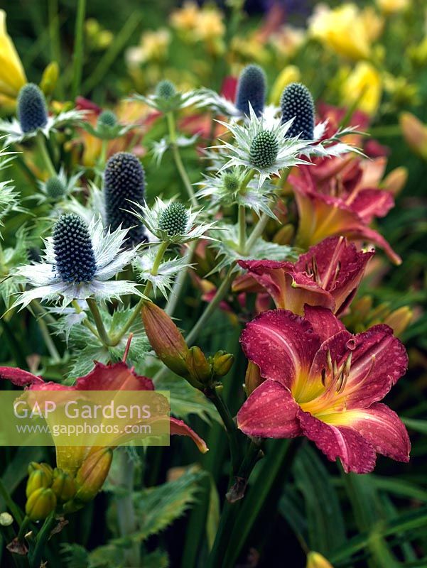 Combination of sea holly with red daylily - Hemerocallis 'Avon Crystal Rose'