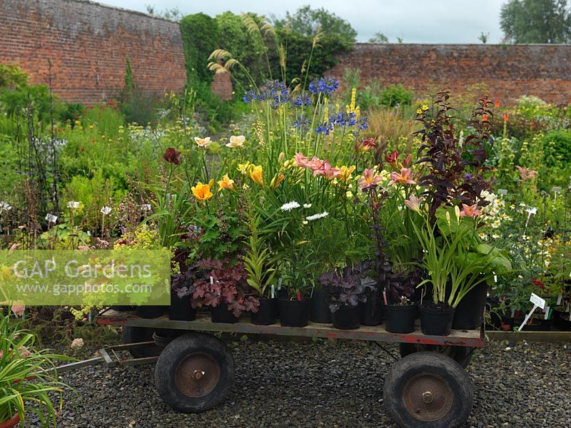 Plants loaded onto a cart at Mynd Hardy Plants, specialist Hemerocallis and perennial growers.