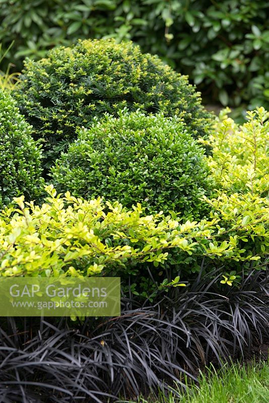 Clipped evergreen Buxus sempervirens and  Taxus baccata balls with Ophiopogon planiscapus 'Nigrescens' - black mondo