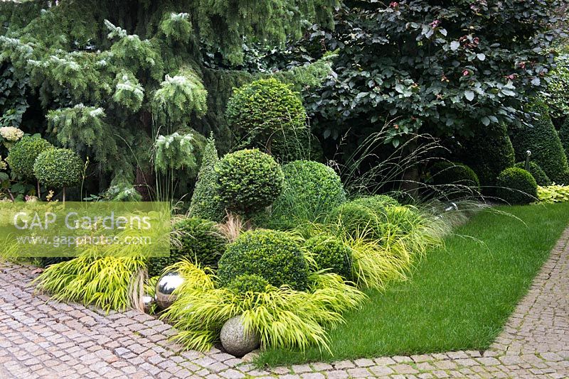 Clipped evergreen Buxus sempervirens and  Taxus baccata balls with Carex oshimensis 'Everillo', Hakonechloa macra 'All Gold', Molinia caerulea, Fagus sylvatica 'Riversii' and Picea omorika