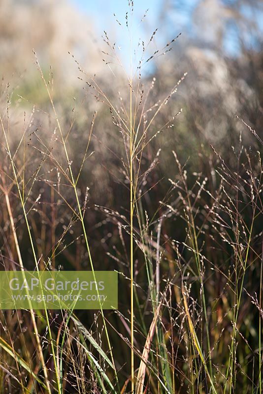 Panicum virgatum 'Northwind' - Switch grass 