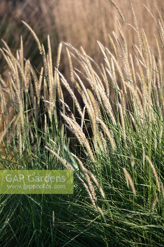 Pennisetum 'Fairy Tails' - Fountain grass