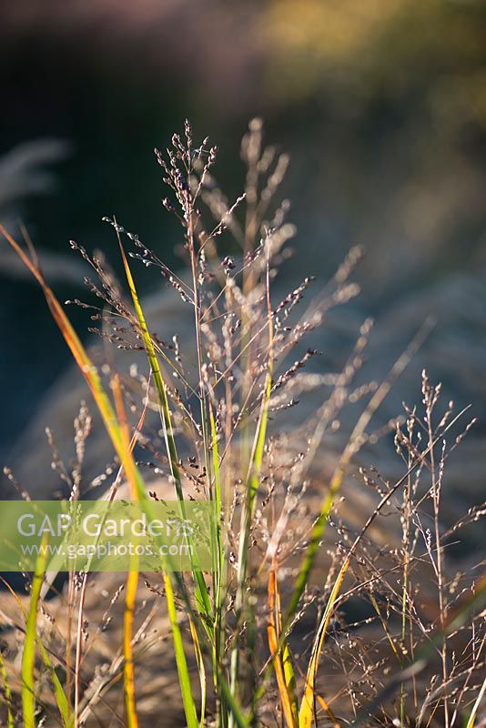 Panicum virgatum 'Northwind' -  Switch grass 