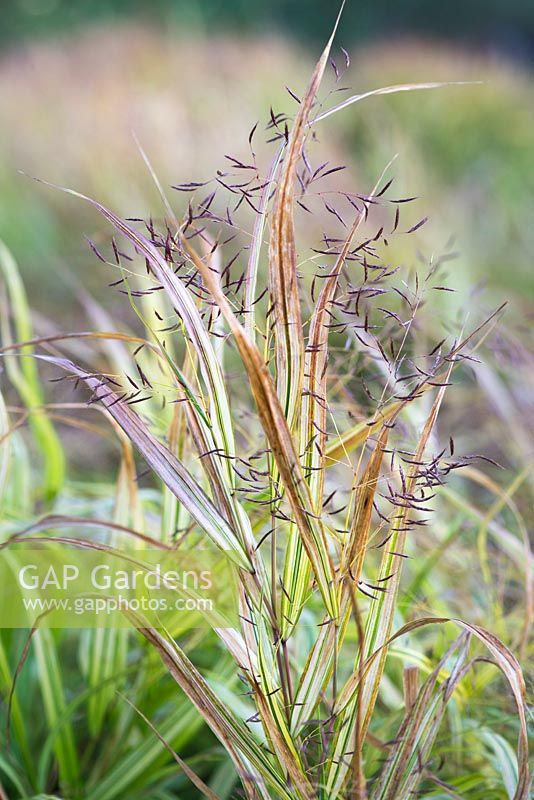 Hakonechloa macra 'Aureola' - Golden Hakonechloa