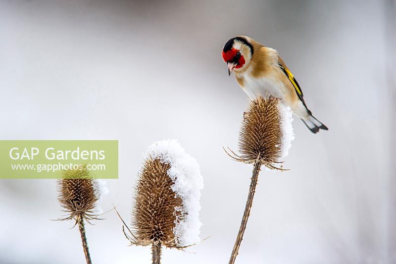 Goldfinch Carduelis carduelis on Teasel in the snow.