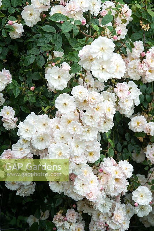 Rosa 'Adelaide d'Orleans'. Chiswick House and Gardens