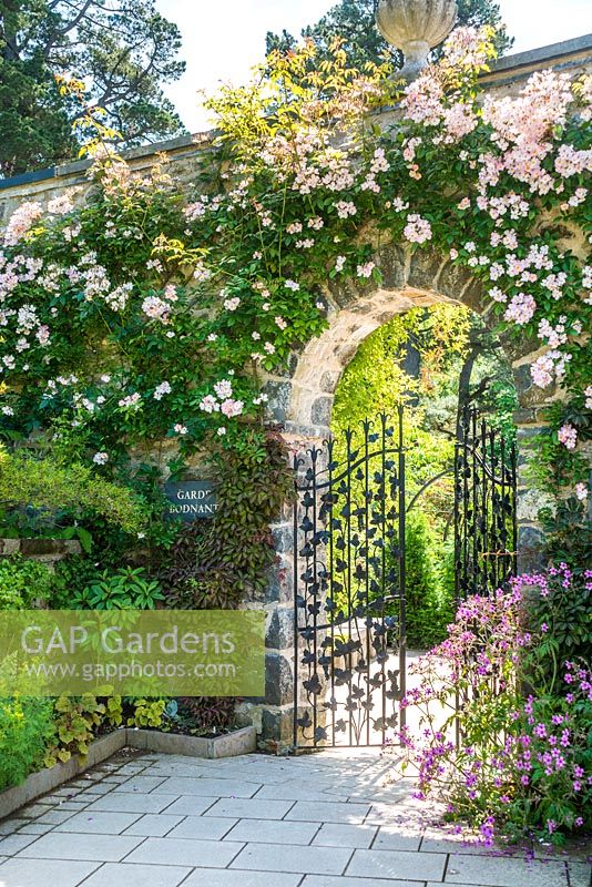 Rosa 'Francis E. Lester' at entrance to Bodnant Garden, North Wales. June