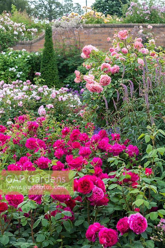Rosa 'Heathcliff', Rosa 'Thomas A Becket' and Rosa 'Jubilee Celebration' with Veronicastrum virginicum 'Fascination'.  June