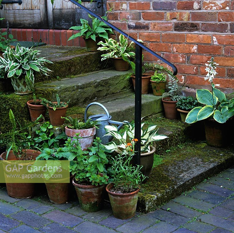 Old, mossy steps edged with pots of hostas, ferns and herbs.