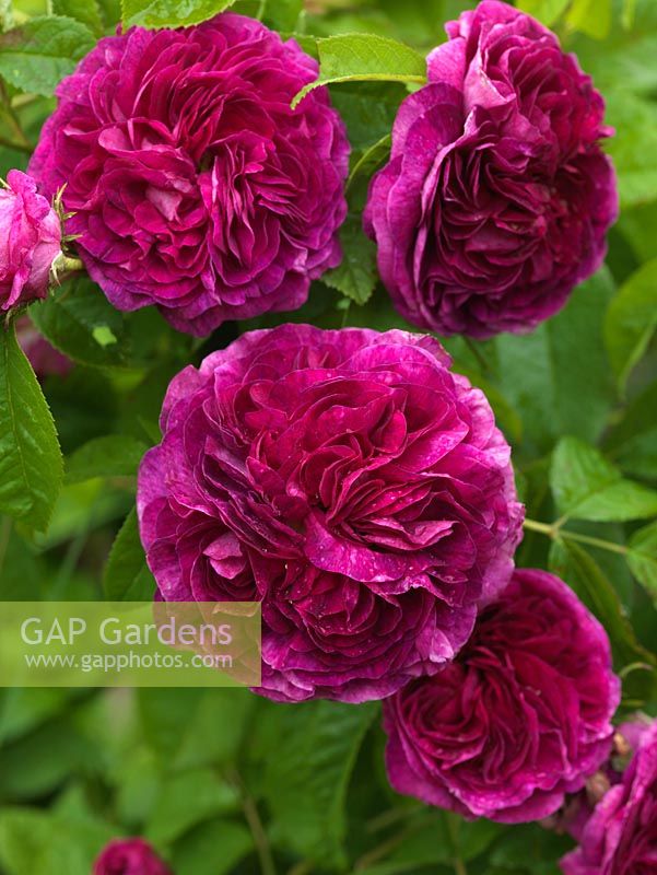 Rosa 'Charles de Mills' - a fragrant, old Gallica shrub rose