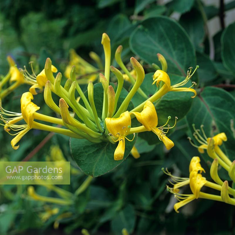 Lonicera tragophylla - honeysuckle