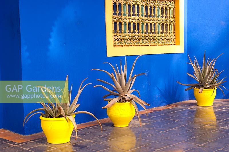 Agave in yellow pots against the blue walls of the Berber museum in Jardin Majorelle, Marrakech, Morocco