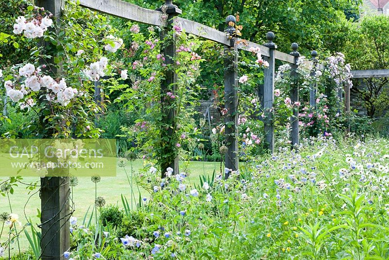 Pergola with climbing Roses including 'Complicata' next to Geranium filled wildlfower area - Priory House, Wiltshire