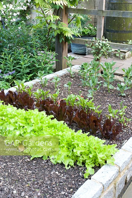 Raised bed with Lettuce, Beetroot and Broad Beans - Priory House, Wiltshire