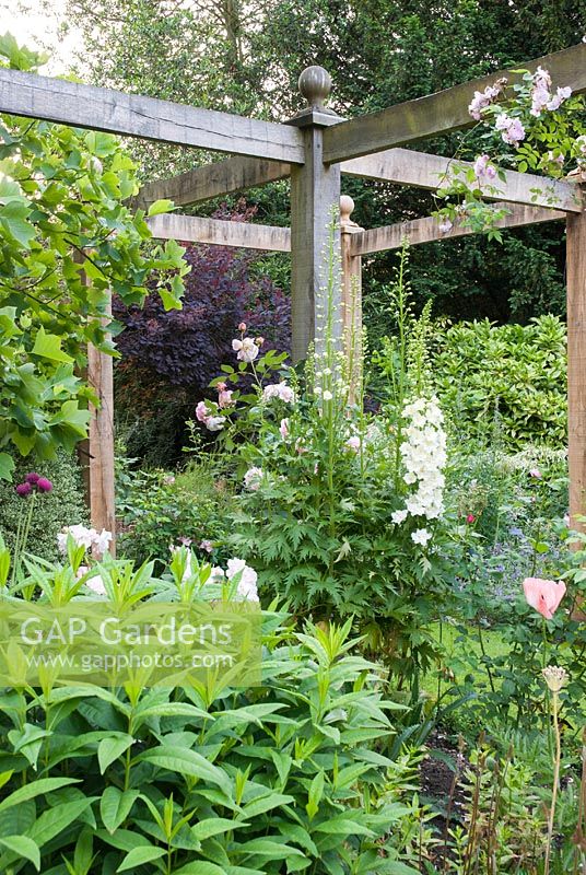 Pergola with Roses and Delphiniums, Cotinus in background - Priory House, Wiltshire