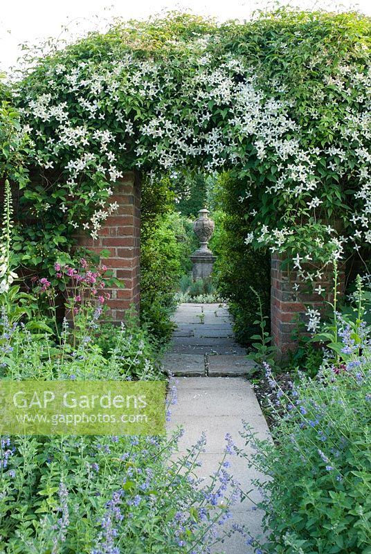 Clematis montana var. wilsonii covering an arch, path lined with Nepeta