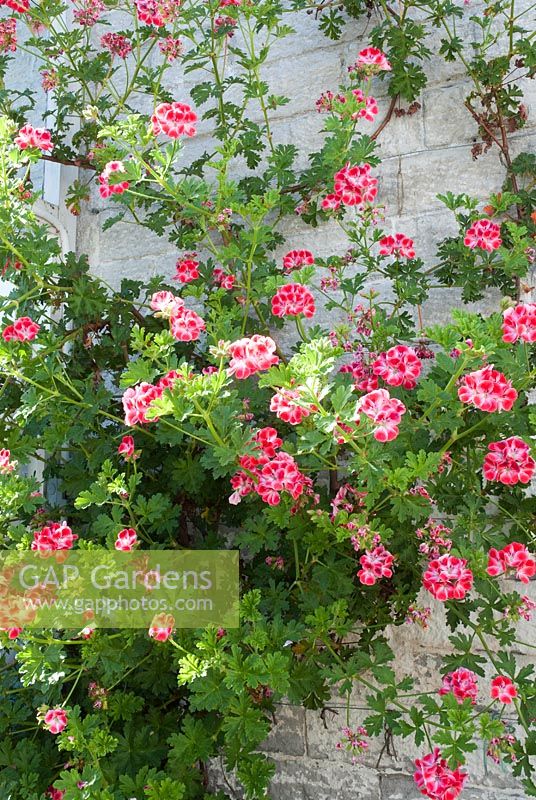 Pelargonium 'Paton's Unique' trained against a wall in a conservatory
