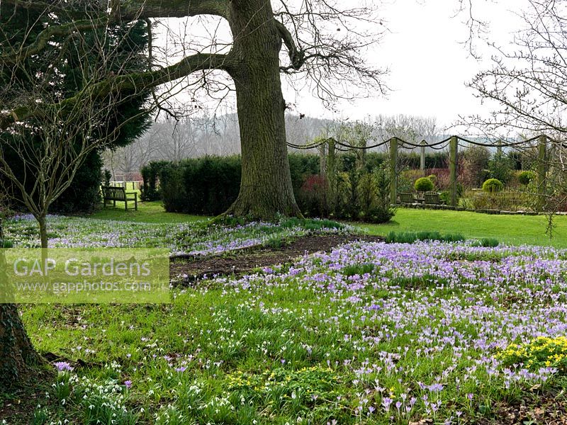 View over carpet of Crocus tommasinianus, winter aconites and snowdrops thriving beneath an old oak tree. Beyond, formal rose garden behind hornbeam hedge and ropes.