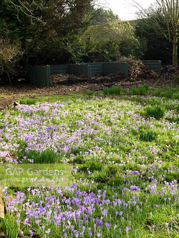 View over carpet of Crocus tommasinianus and snowdrops thriving in deciduous woodland, running towards large compost heaps.