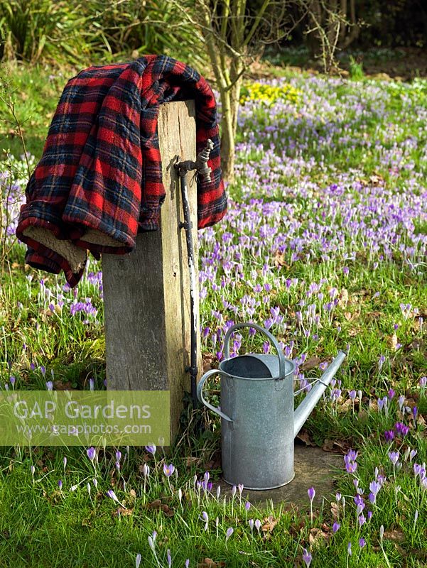 Tap mounted on old oak post and watering can stand on the verge of a carpet of Crocus tommasinianus and snowdrops thriving in deciduous woodland.