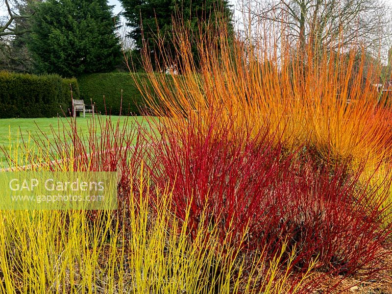 Fiery winter stems of Cornus sanguinea Midwinter Fire and Viridissima, C. alba Sibirica and Kesselringii, C. sericea Flaviramea. Salix alba var. vitellina Britzensis