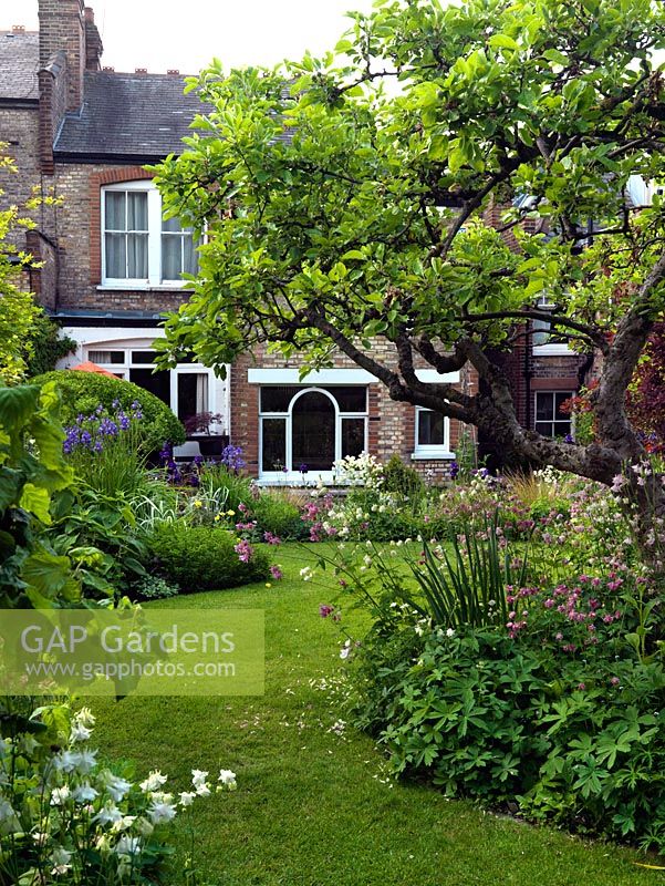 Beds of white and pink Aquilegias, and an old apple tree border a grass path which leads to the house.