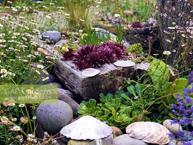 Erigeron karvinskianus edges display of driftwood filled with succulents and sisyrinchium, alongside pebbles and shells from beachcoming trips.