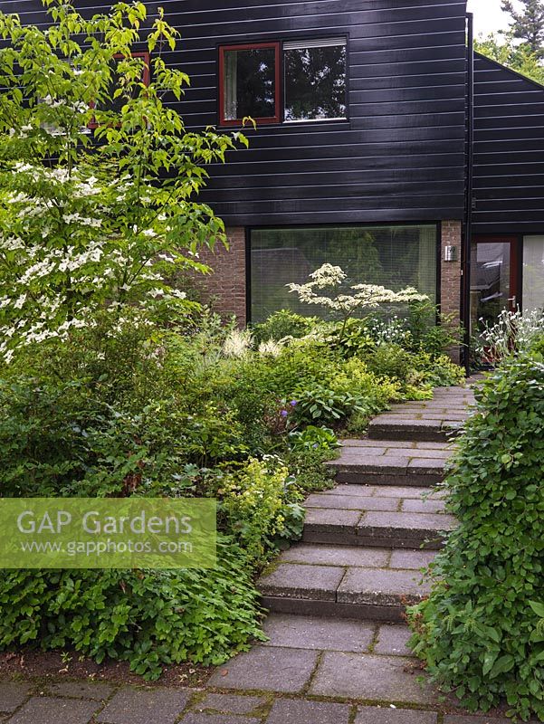 A small, shady front garden is planted with a carpet of low -growing perennials and shrubs below Acer palmatum, Cornus controversa Variegata and Cornus kousa